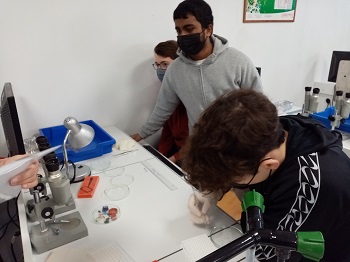 Microplastiques